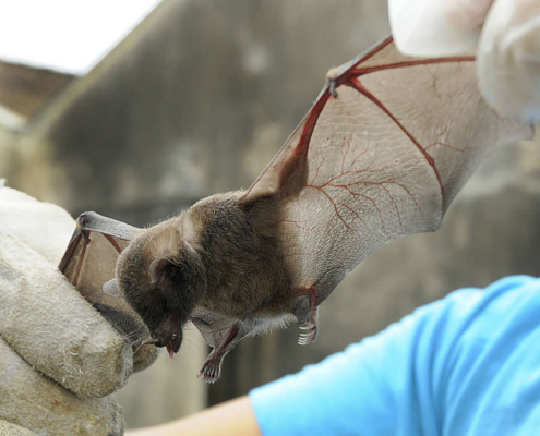 Manejo_Morcegos_2