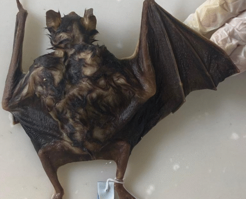 Manejo_Morcegos_4