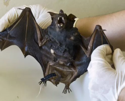 Manejo_Morcegos_6